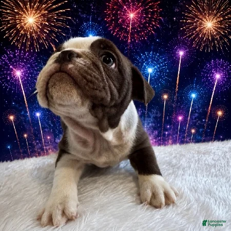 English Bulldog dogs for sale: Hershey_Male - Ad 3