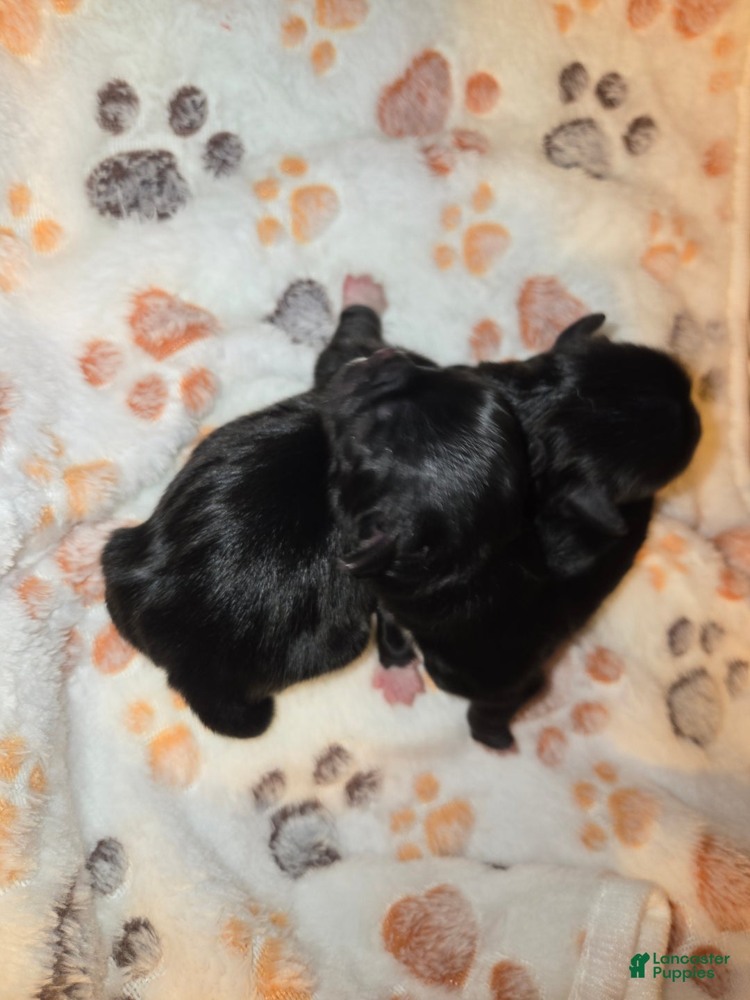 Pekingese dogs for sale: Morticia - Ad 21