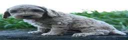 Cockapoo dogs for sale: Poppy - Ad 3