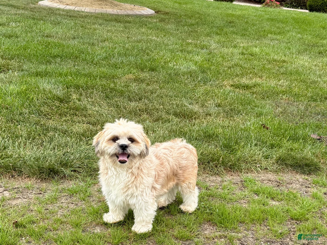 Lhasa Apso dogs for sale: Sammy - Ad 2