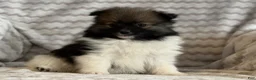 Pomeranian dogs for sale: Rocky - Ad 4