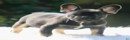French Bulldog dogs for sale: Freddie  - Ad 16