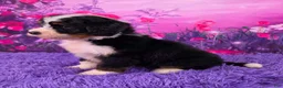 Mini Bernedoodle dogs for sale: Scooter - Ad 3
