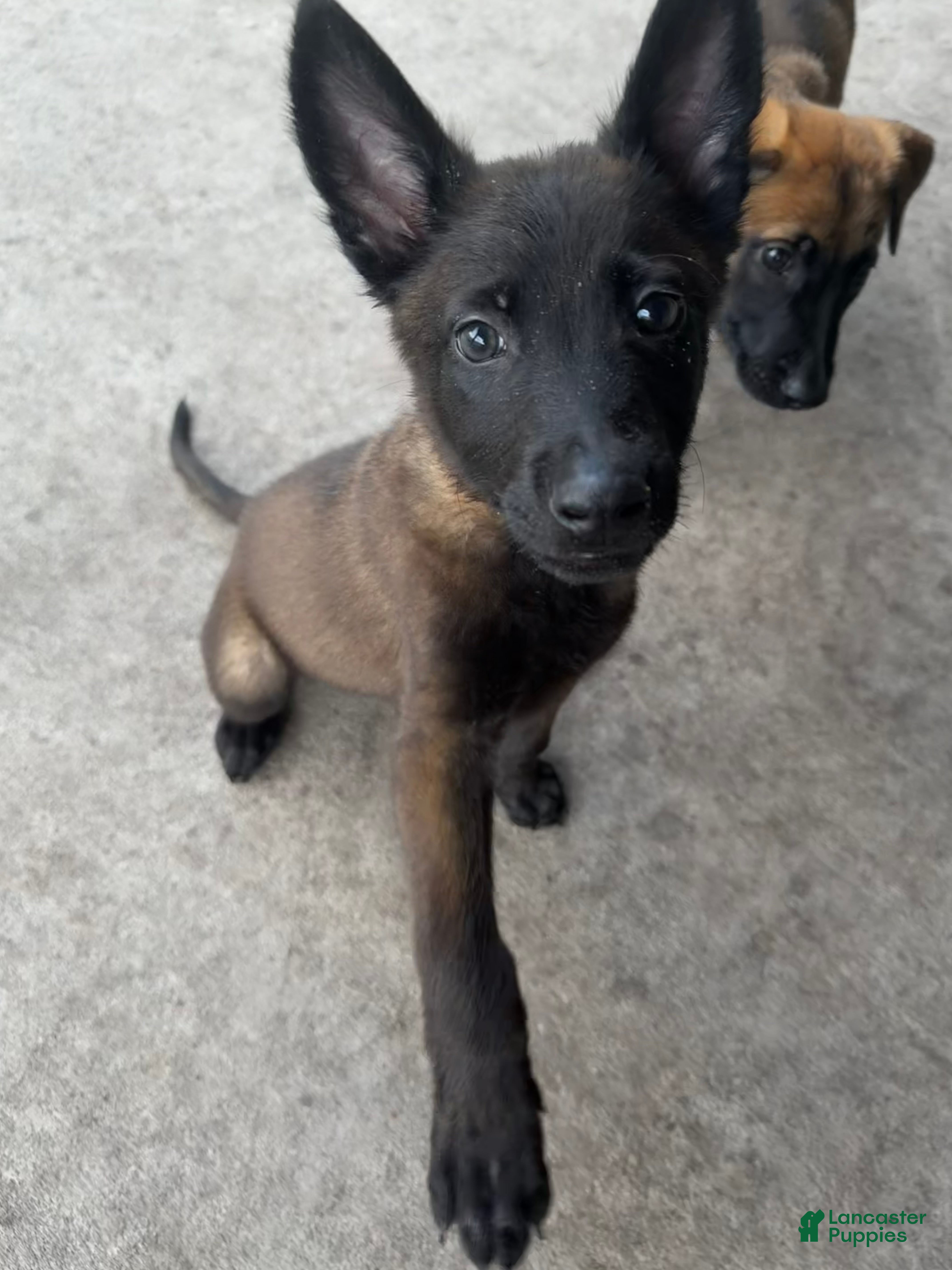 Belgian Malinois dogs for sale: Bronco - Ad 3