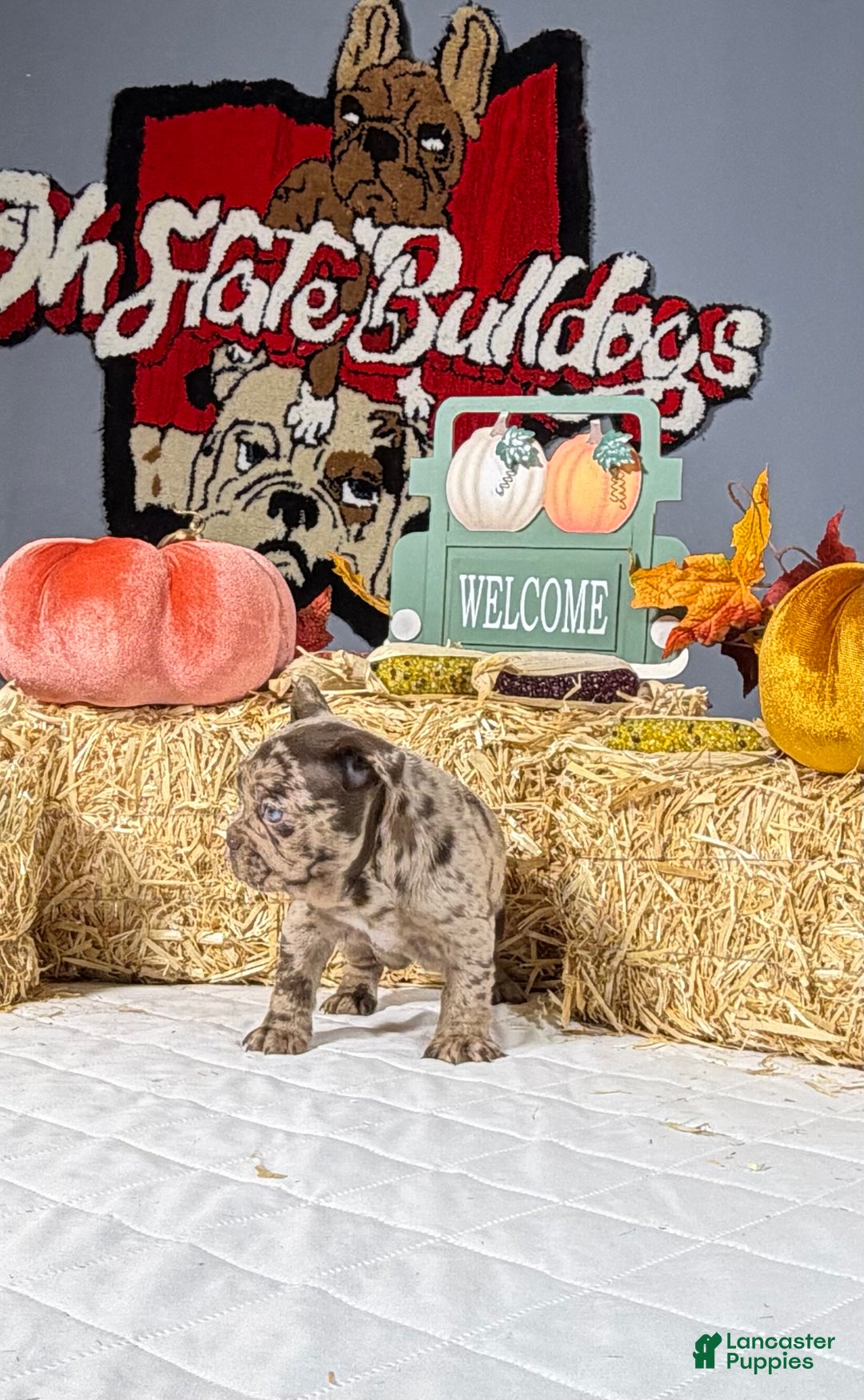 French Bulldog dogs for sale: Bella - Ad 6