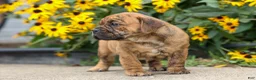 Beabull dogs for sale: Avery ❤️ - Ad 6