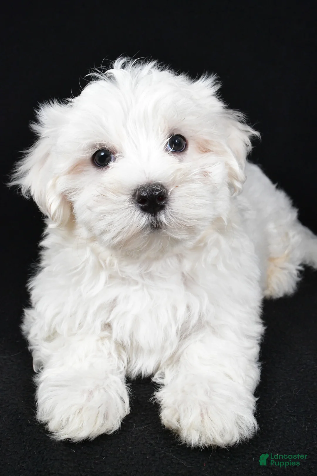 Maltese dogs for sale: Cody - Ad 3