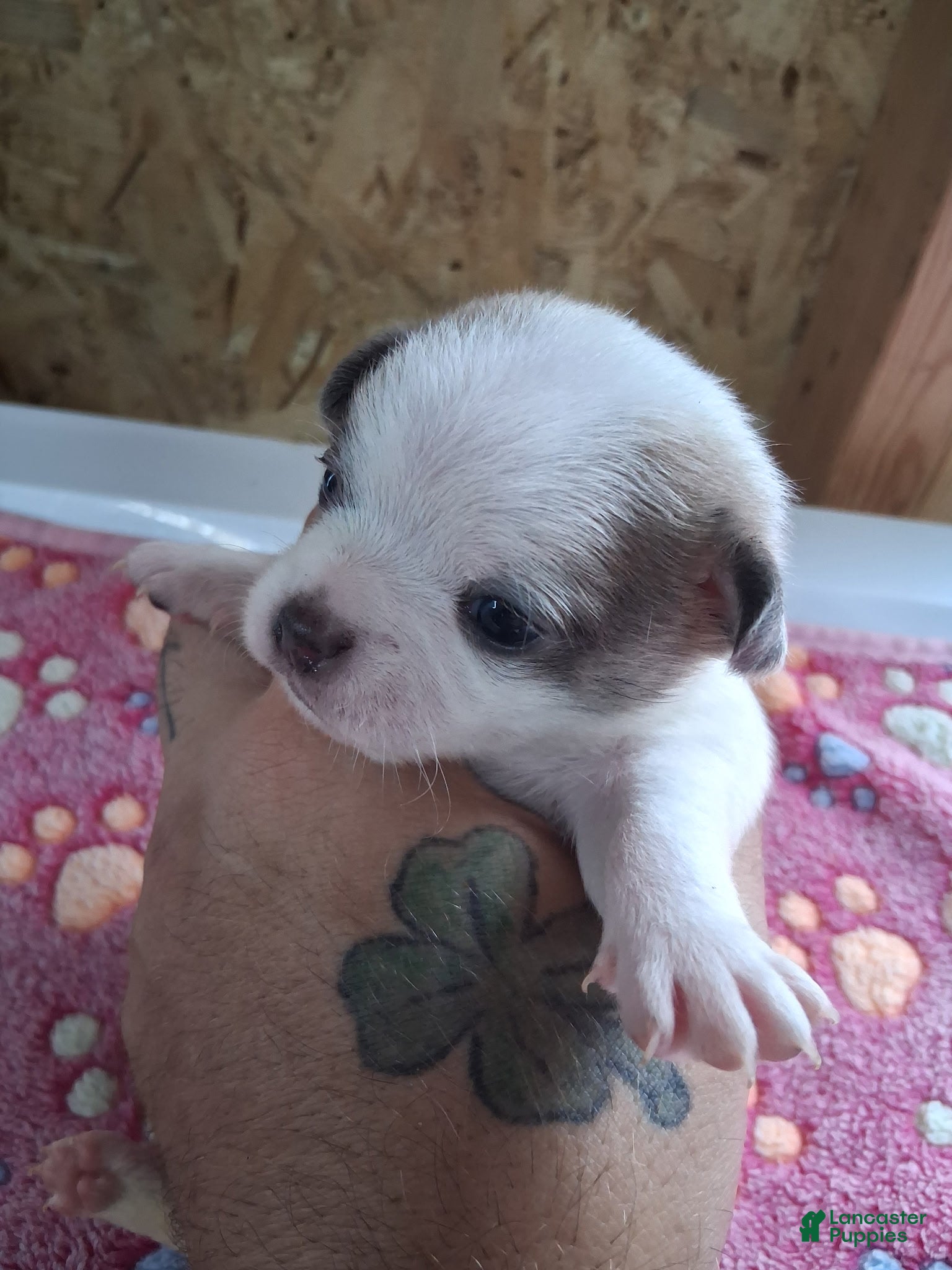 Chihuahua dogs for sale: James - Ad 4
