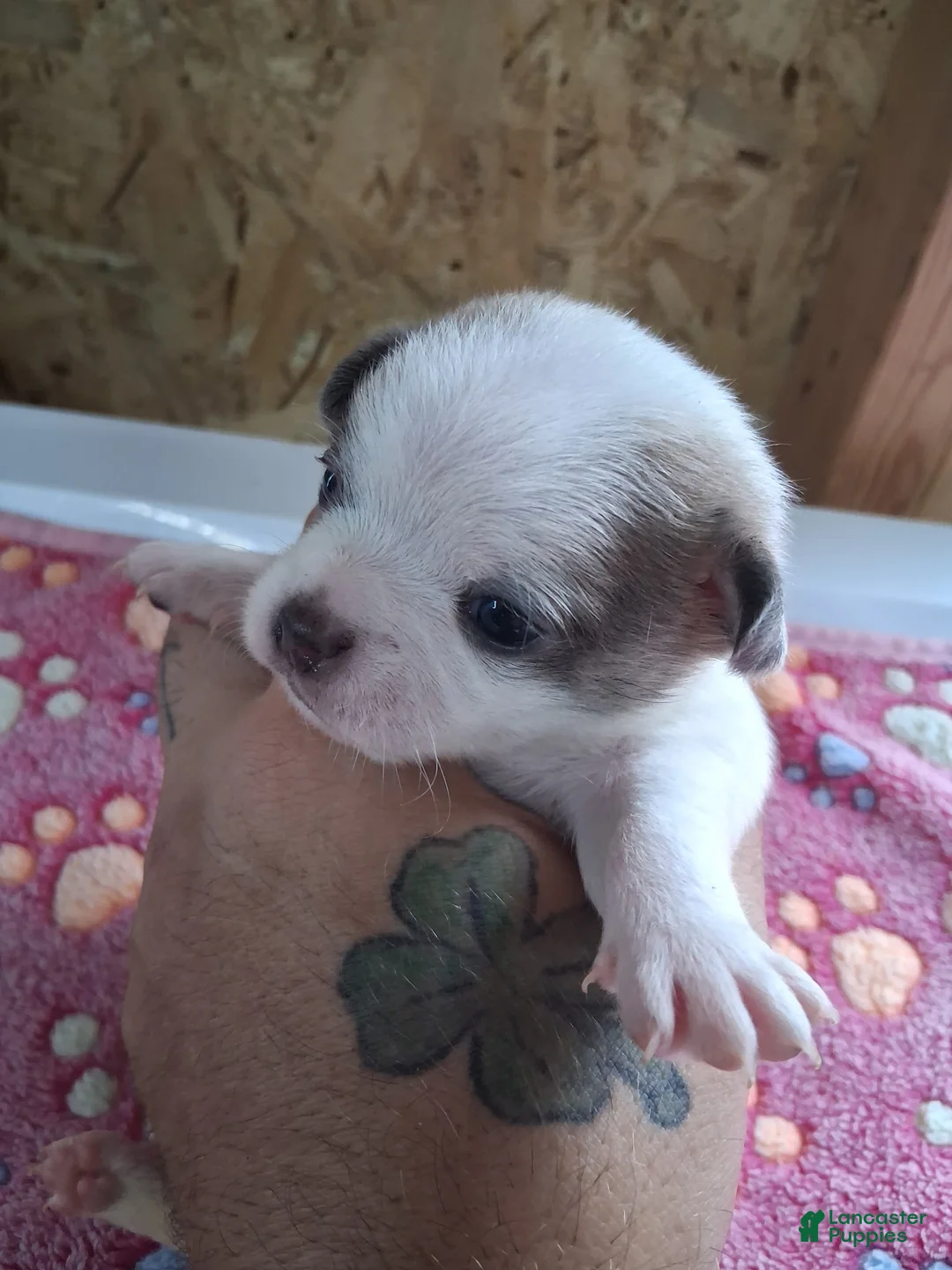 Chihuahua dogs for sale: James - Ad 1