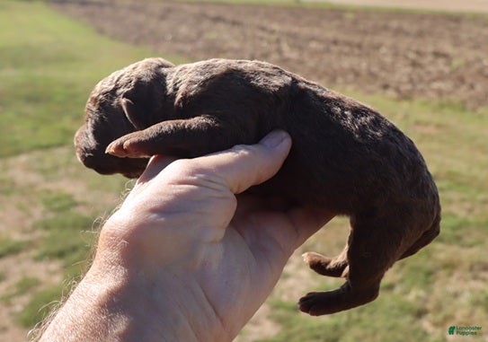 Chesapeake Bay Retriever dogs for sale: Chesapeake Bay Retriever 1 - Ad 1