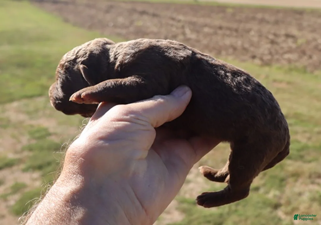 Chesapeake Bay Retriever dogs for sale: Chesapeake Bay Retriever 1 - Ad 1