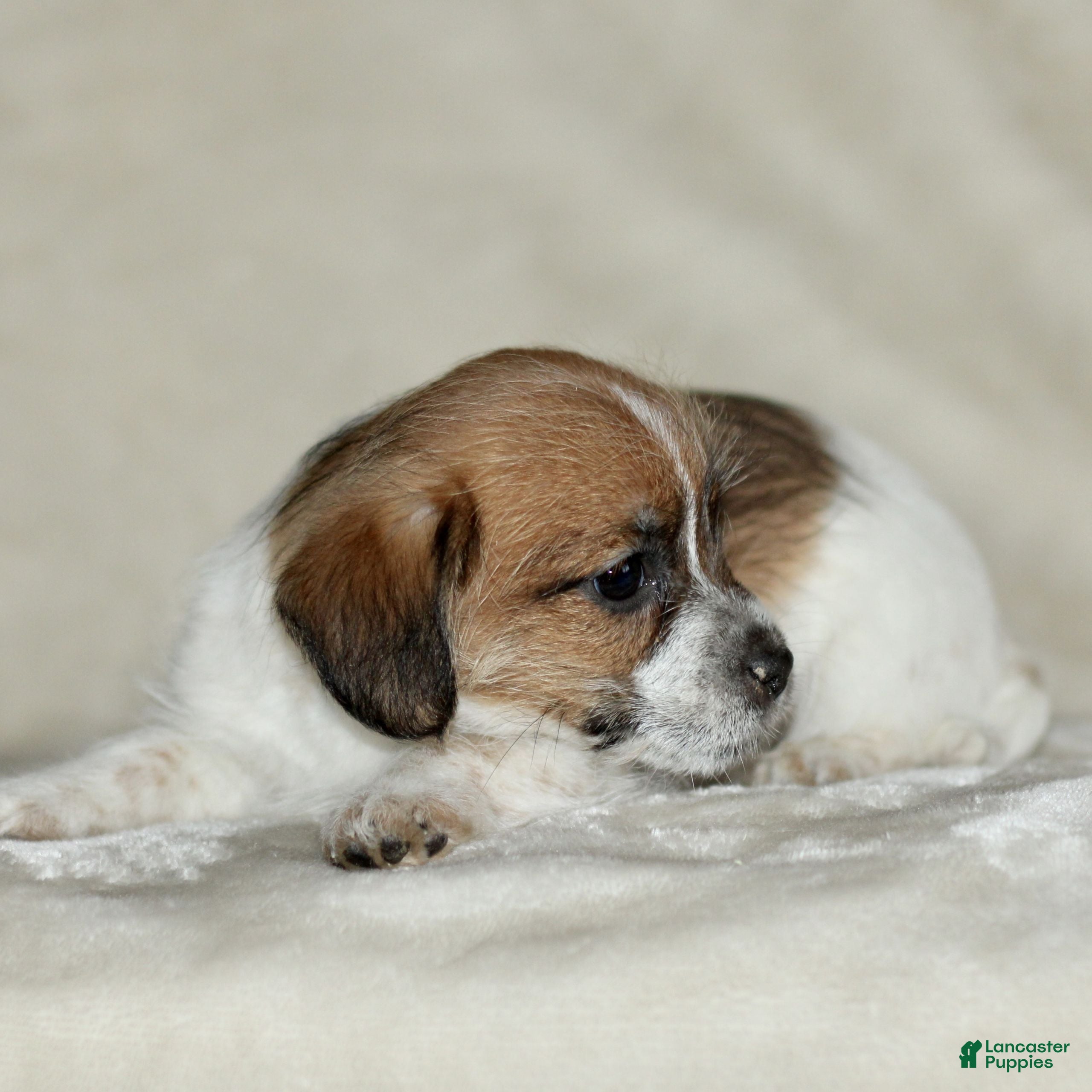 Mixed Breed dogs Lacey  - Ad 2