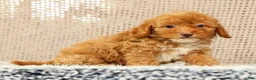 Havapoo dogs for sale: Haylee - Ad 9