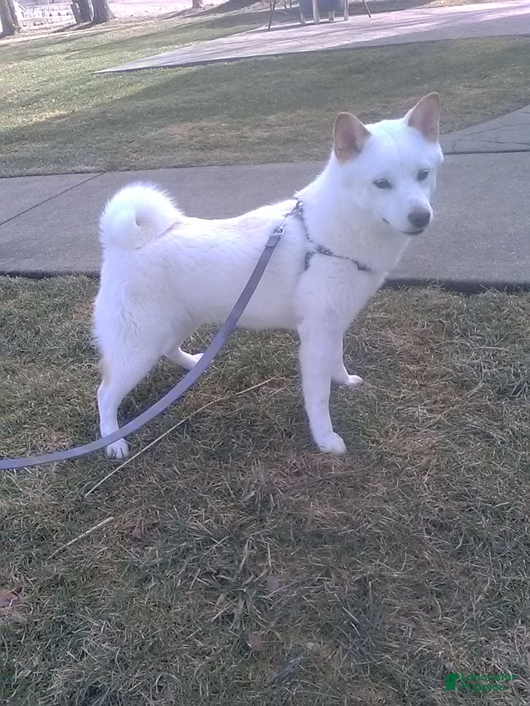 Shiba Inu dogs for sale: Beauty - Ad 6