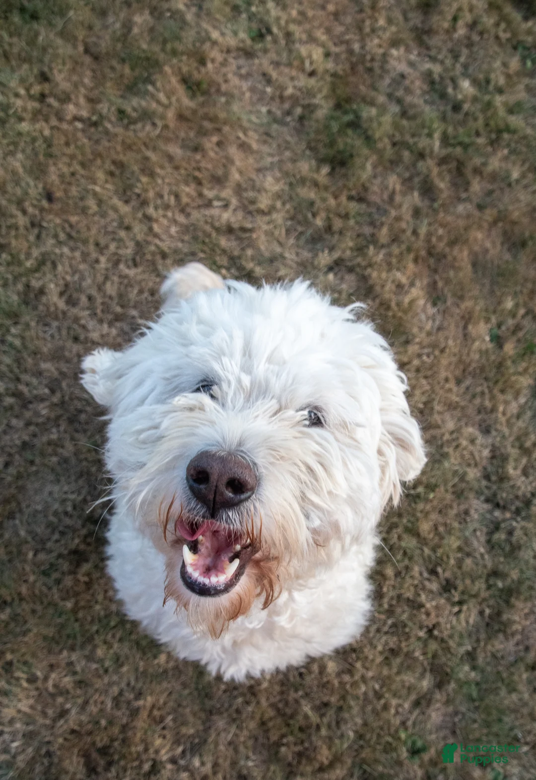 Goldendoodle dogs for sale: Willa - Ad 15