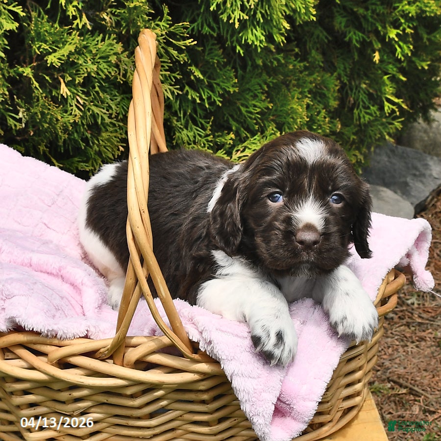 English Springer Spaniel dogs Elsa - Ad 2