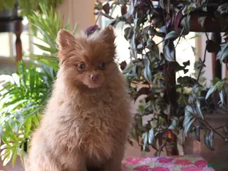 Pomeranian dogs Tommy - Ad 33