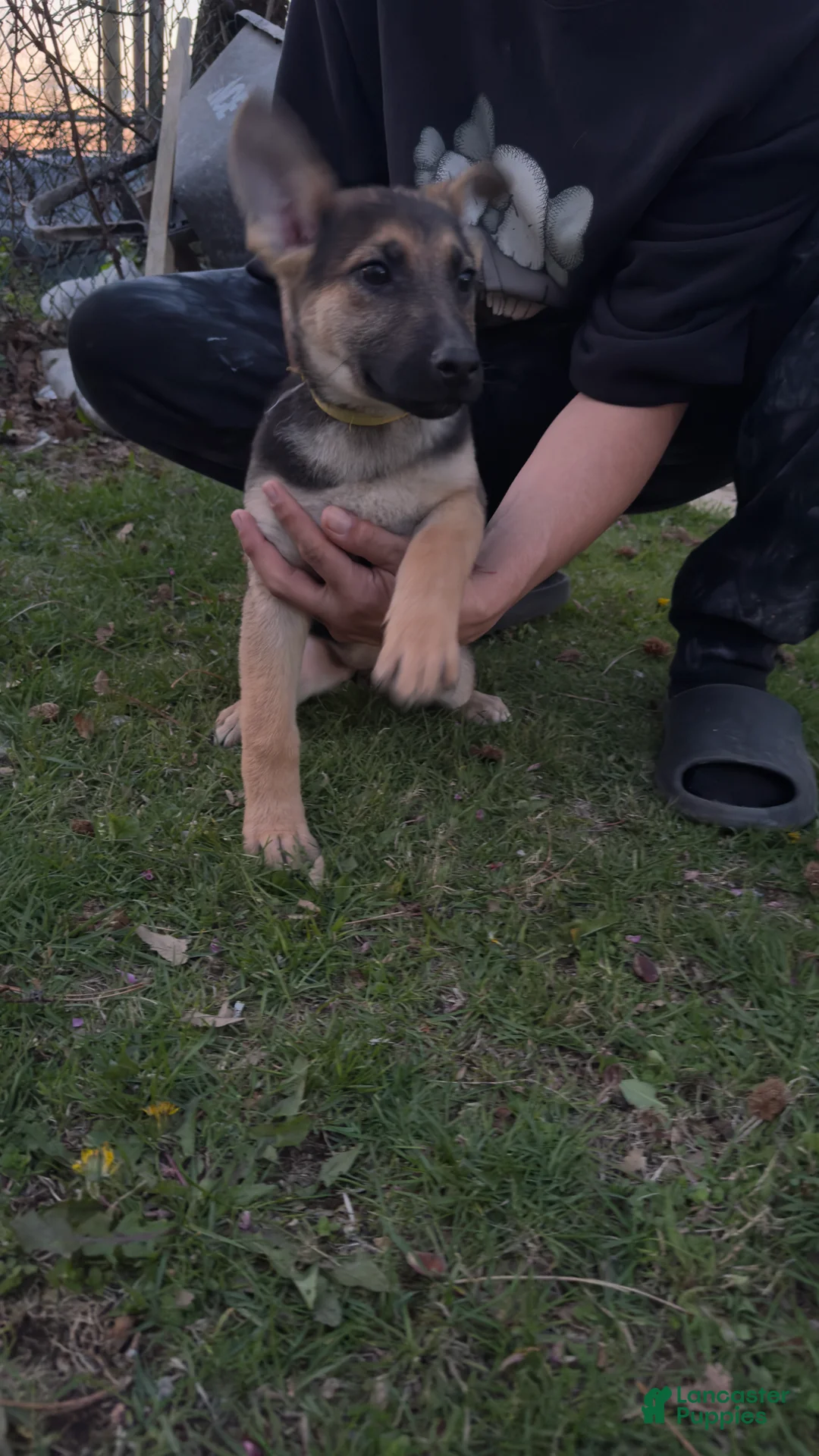 German Shepherd dogs for sale: Dakota - Ad 1