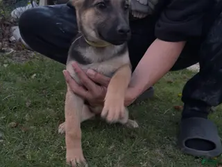 German Shepherd dogs for sale: Dakota - Ad 3