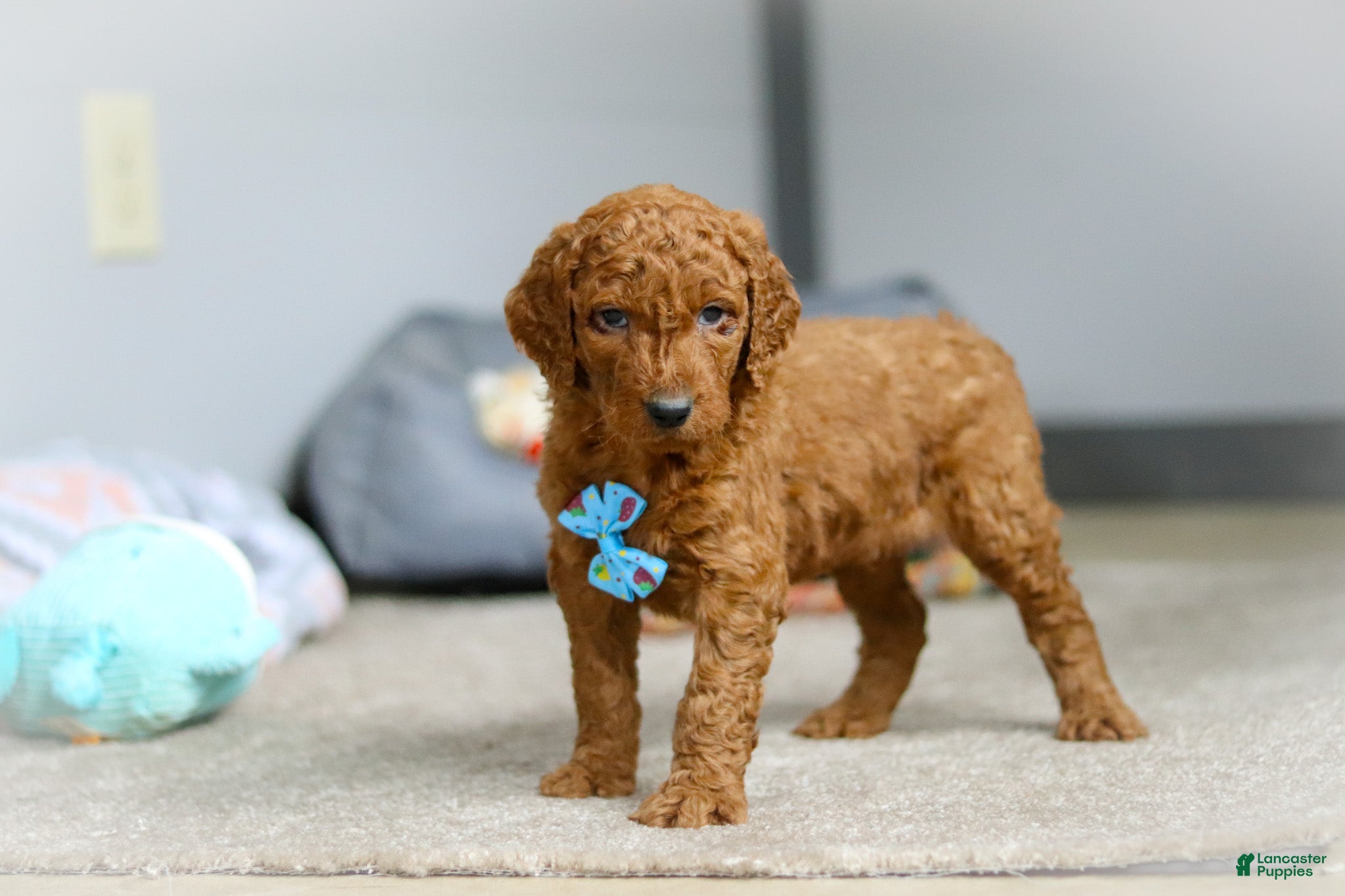 Goldendoodle dogs Teddy F1b - Ad 1