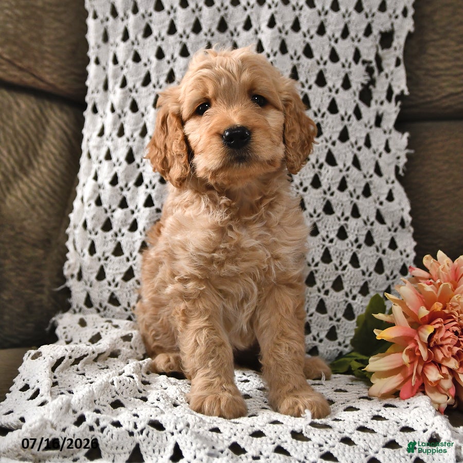 Goldendoodle dogs Snickers - Ad 1
