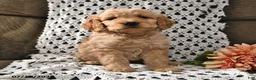 Goldendoodle dogs for sale: Snickers - Ad 6