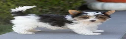 Biewer Terrier dogs for sale: Bennie Biewer Terrier  - Ad 11