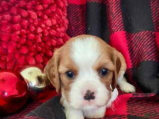 Cavalier King Charles Spaniel dogs Buddy - Ad 16