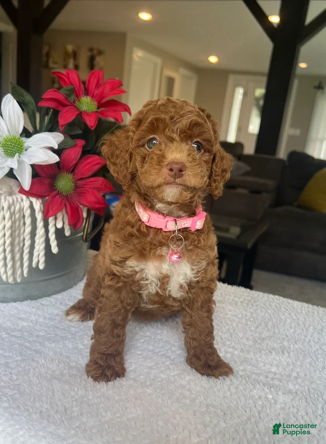 Mini Goldendoodle dogs for sale: River - Ad 1