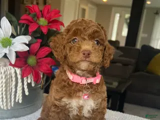 Mini Goldendoodle dogs for sale: River - Ad 4