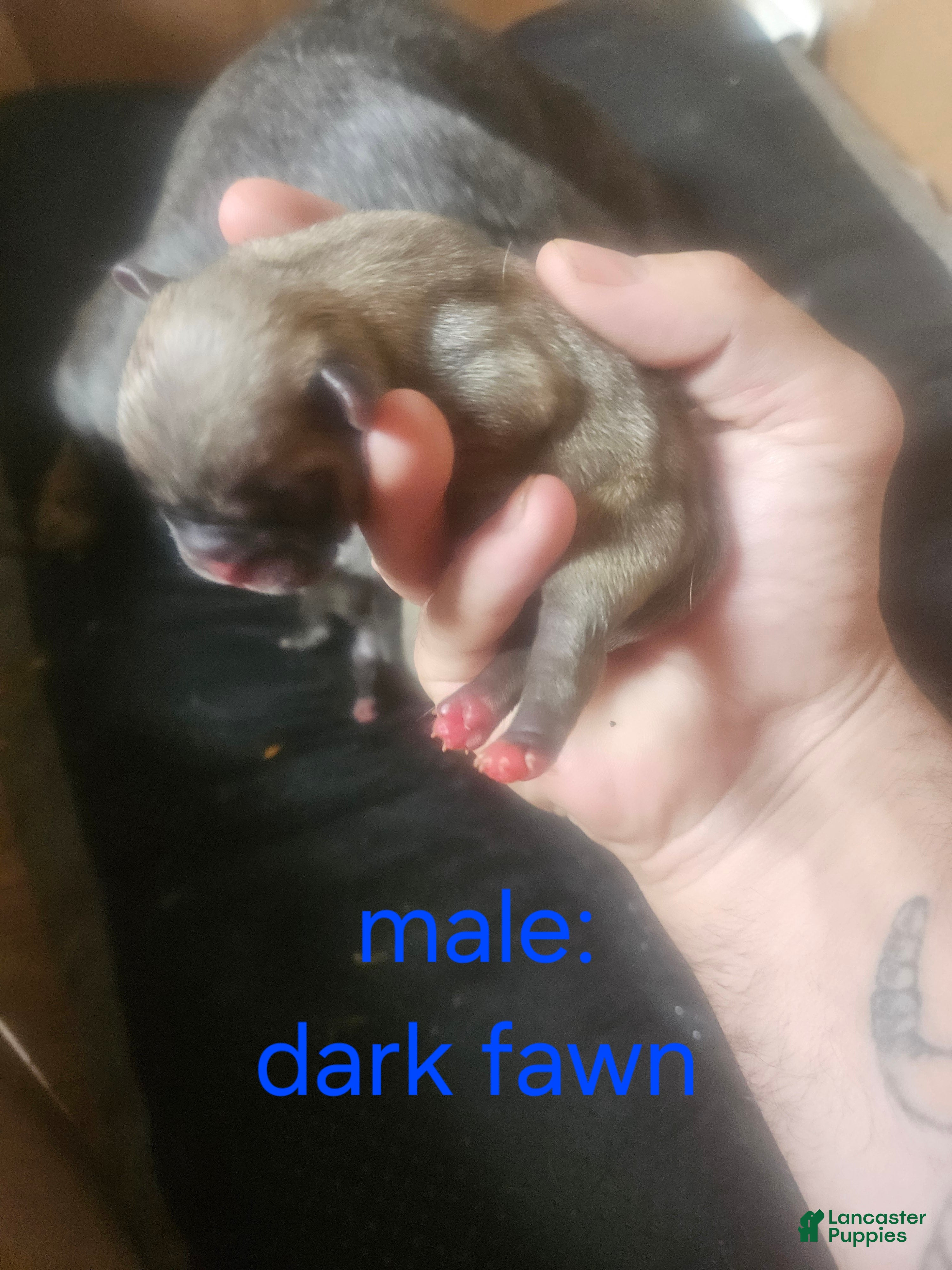 Frug dogs Frug 8 - Ad 18