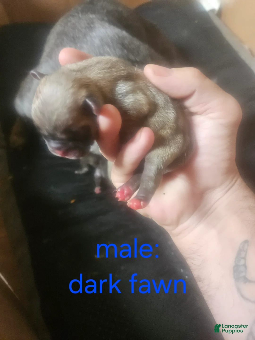 Frug dogs for sale: Frug 8 - Ad 1