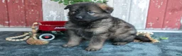 German Shepherd dogs for sale: Katie - Ad 3