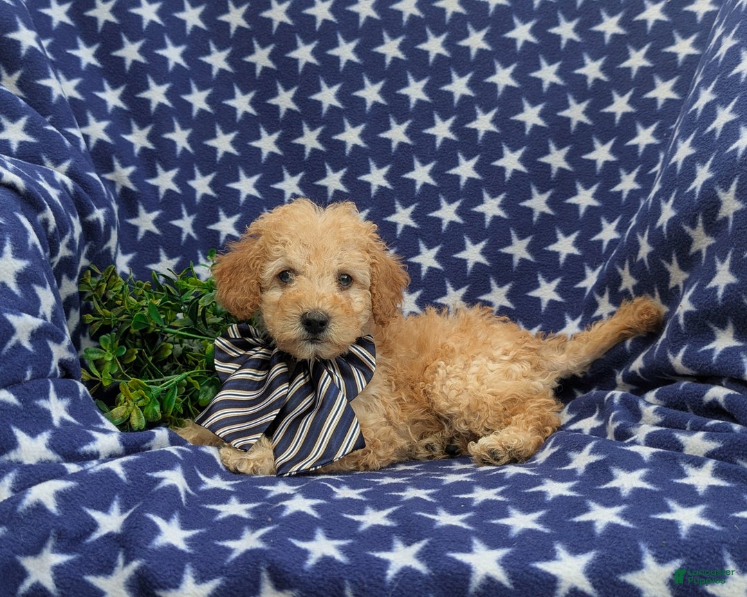 Cockapoo dogs for sale: Moore Hypoallergenic - Ad 30