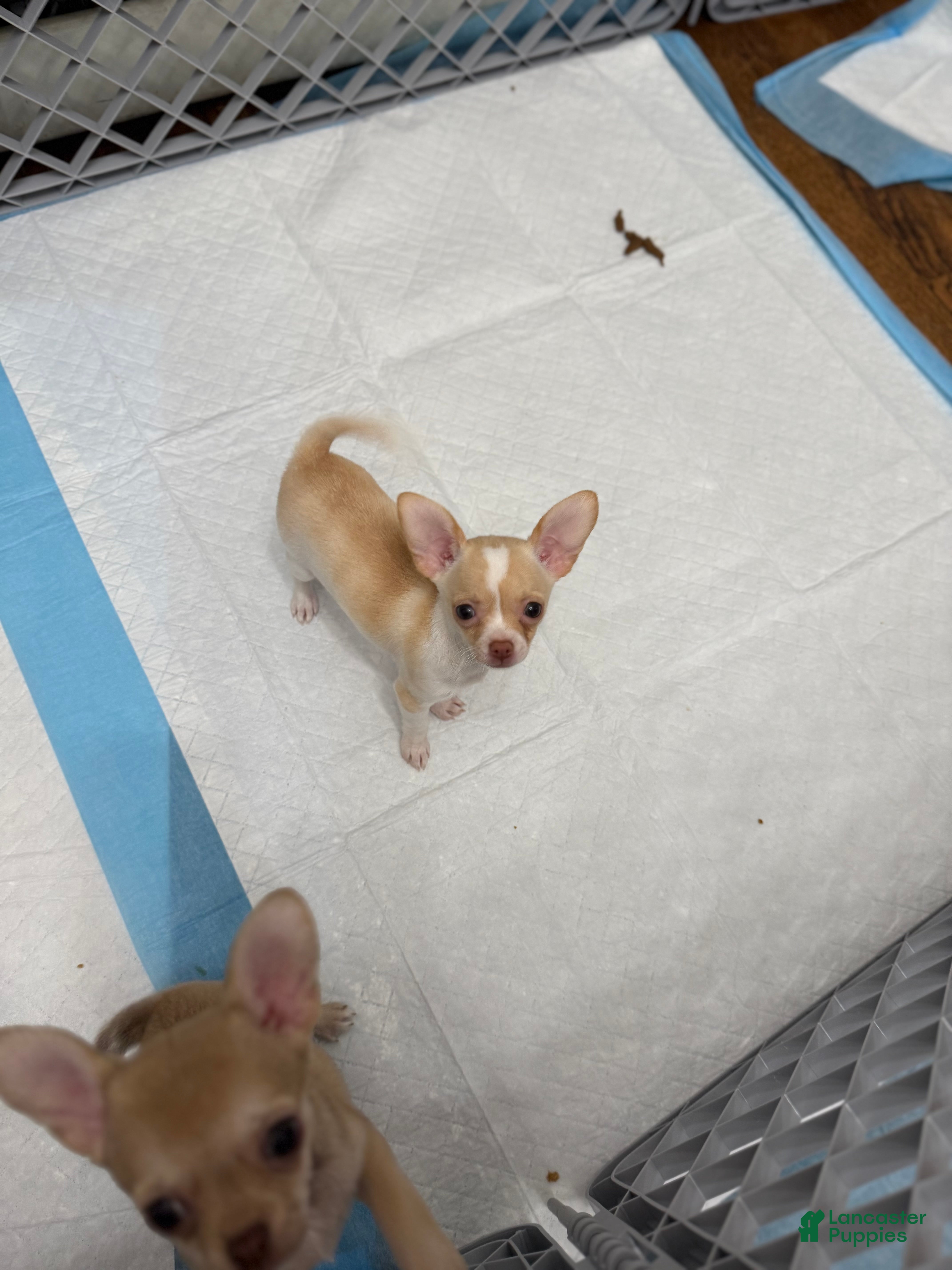 Chihuahua dogs Bella - Ad 18