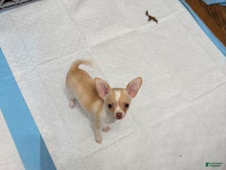 Chihuahua dogs Bella - Ad 39