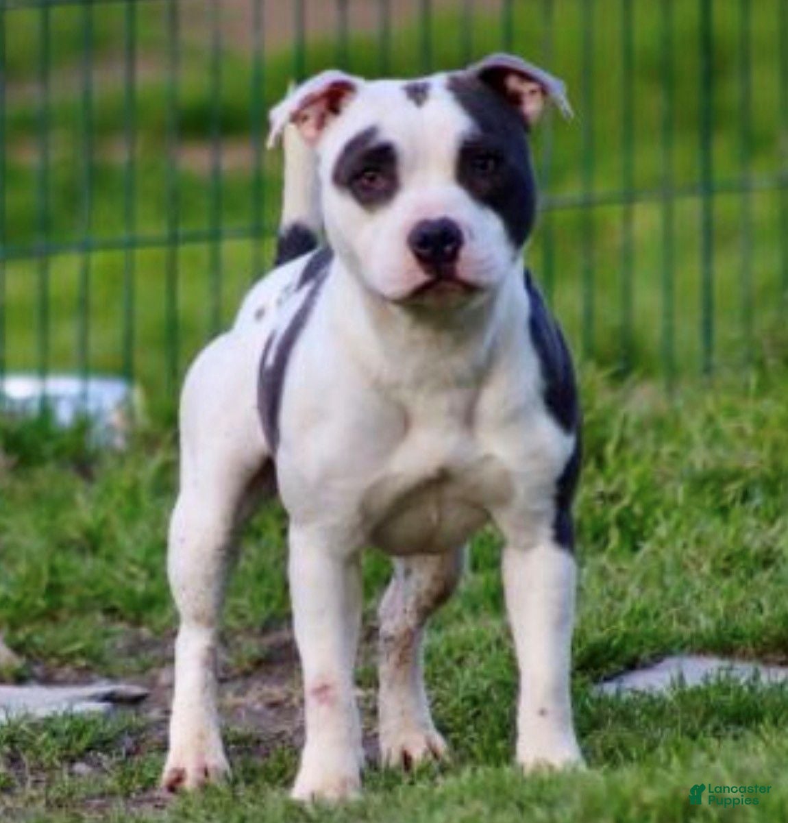 Staffordshire Bull Terrier dogs Staffordshire Bull Terrier Blue Male - Ad 2
