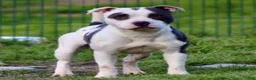 Staffordshire Bull Terrier dogs for sale: Staffordshire Bull Terrier Blue Male - Ad 2