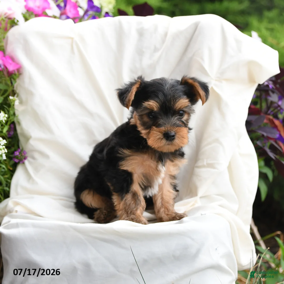 Yorkshire Terrier dogs for sale: Milo - Ad 2