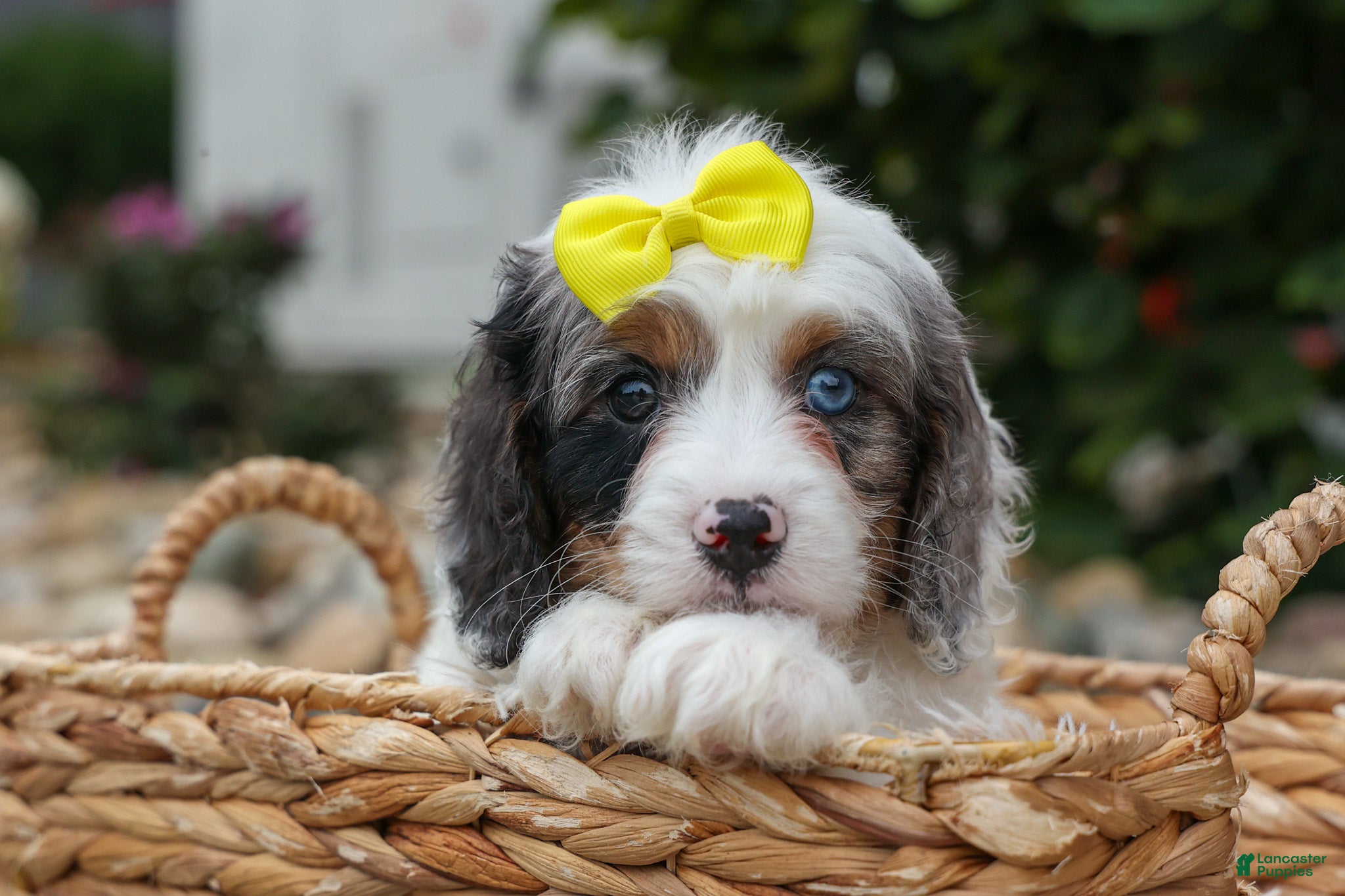 Cavapoo dogs  Preston🐶  - Ad 1