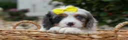 Cavapoo dogs for sale:  Preston🐶  - Ad 3