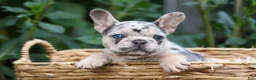 French Bulldog dogs for sale: Finn 🐾 - Ad 10