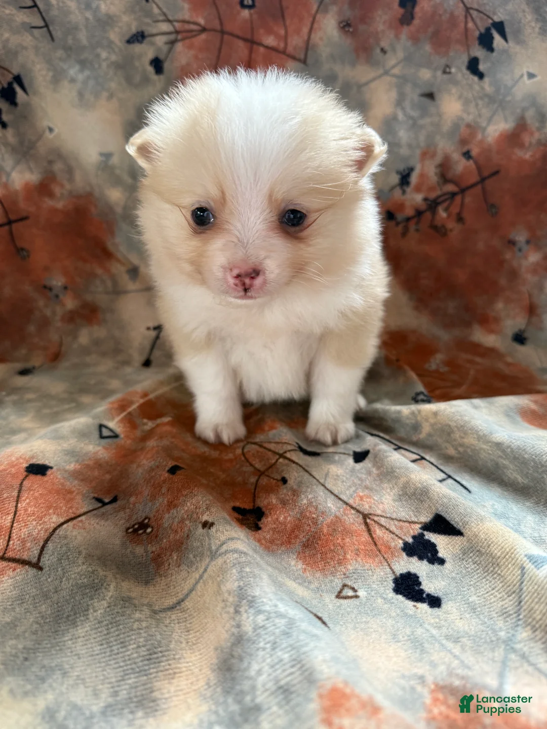 Pomeranian dogs for sale: Ryan - Ad 11