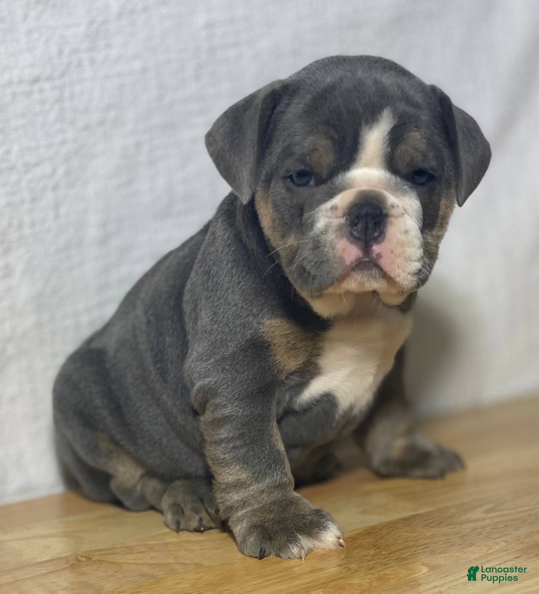 English Bulldog dogs Millie - Ad 1