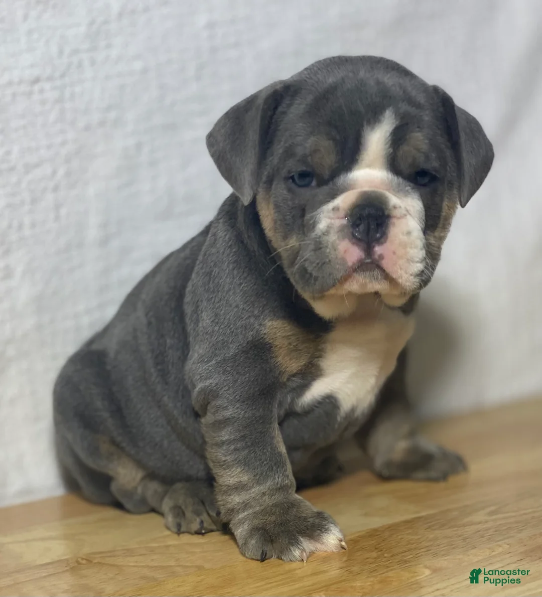 English Bulldog dogs for sale: Millie - Ad 1