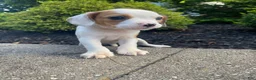 Mixed Breed dogs for sale: Annie - Ad 4