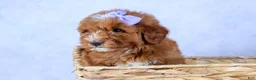 Mini Goldendoodle dogs for sale: 🐾 Meet Natasha – F2B Mini Goldendoodle Puppy 🐾 - Ad 10