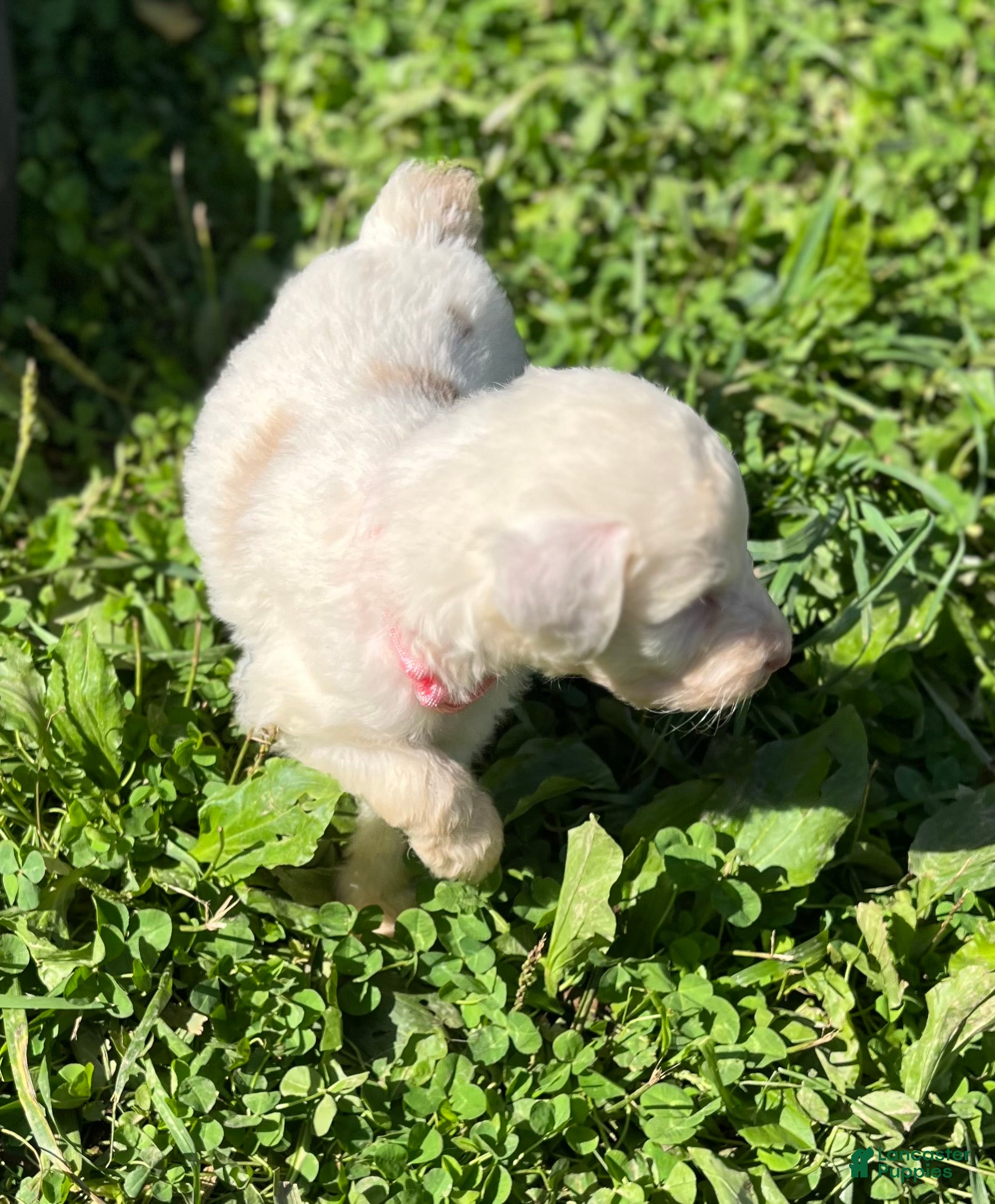 Aussiedoodle dogs for sale: Fancy Female - Ad 1