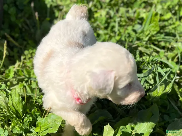 Aussiedoodle dogs for sale: Fancy Female - Ad 1