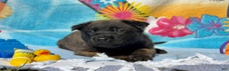 Belgian Malinois dogs for sale: Purple  - Ad 4